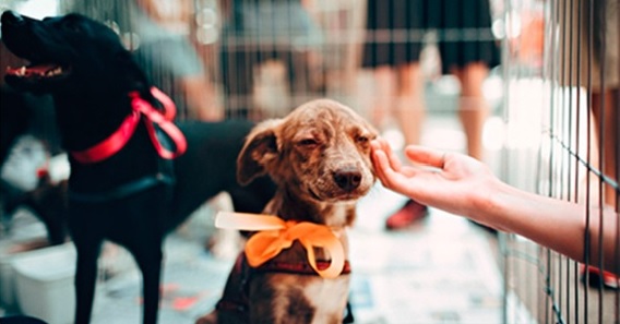 Animales BA: Perros y Gatos